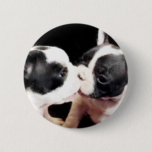 Welpen der französischen Bulldogge Button