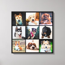Welpen Hunde Instagram Fotos