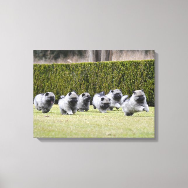 Welpen in Keeshond Leinwanddruck (Vorderseite)