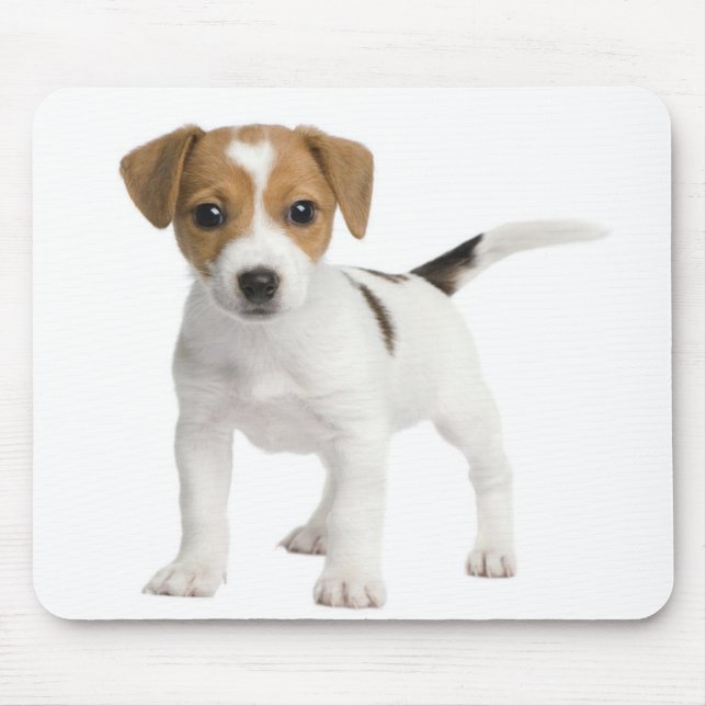 Welpen-Jack Russell Mousepad (Vorne)
