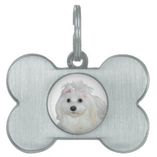 Welpen Liebe Niedlich maltesischer Hund Tiermarke