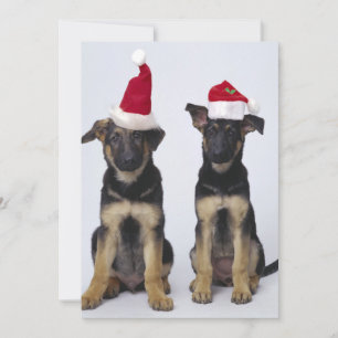 Welpen mit Weihnachtsmannmützen Feiertagskarte