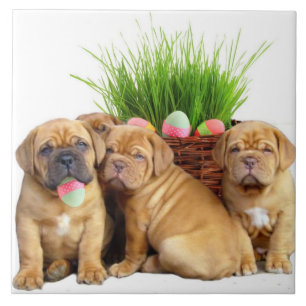 Welpen Ostern Dogue de Bordeaux Fliese