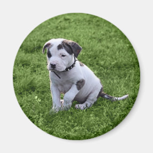 Welpen-Pitbull-förmiger Knochen Magnet