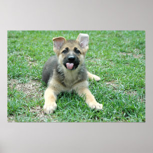 Welpen-Plakat Poster