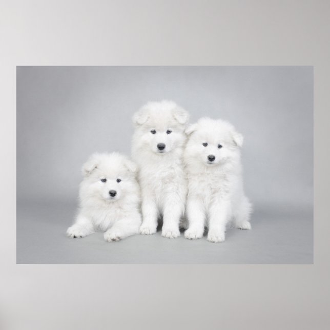Welpen Poster (Vorne)