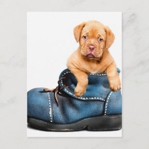 Welpen Postkarte
