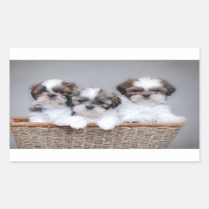 Welpen Shih Tzu Rechteckiger Aufkleber