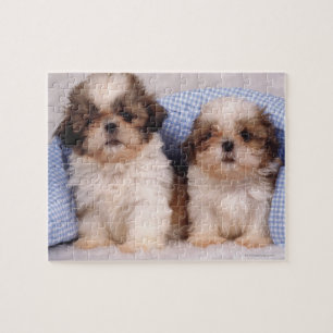 Welpen Shih Tzu unter einer überprüften Decke