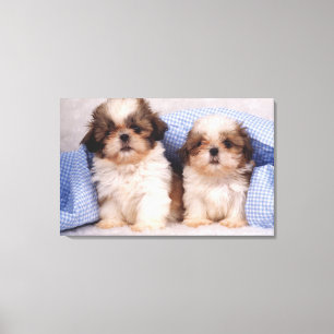 Welpen Shih Tzu unter einer überprüften Decke Leinwanddruck