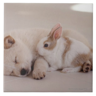 Welpen und Kaninchen Fliese