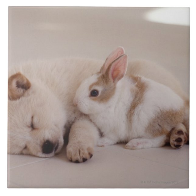 Welpen und Kaninchen Fliese (Vorderseite)