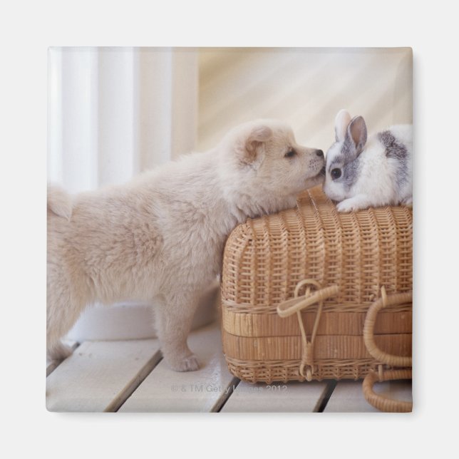 Welpen und Kaninchen Magnet (Vorne)