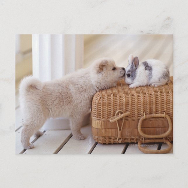 Welpen und Kaninchen Postkarte (Vorderseite)