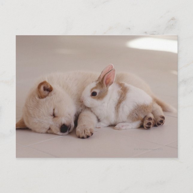 Welpen und Kaninchen Postkarte (Vorderseite)
