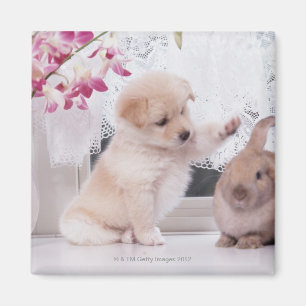 Welpen-und Schmierölniederdruck-Ohr-Kaninchen Magnet