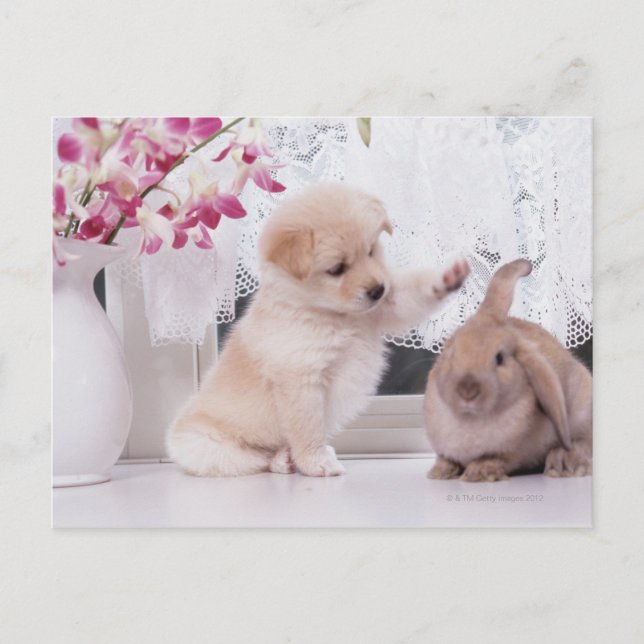 Welpen-und Schmierölniederdruck-Ohr-Kaninchen Postkarte (Vorderseite)
