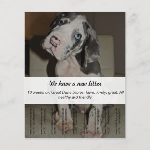 Welpen von Dänischer Dogge zu verkaufen Flyer