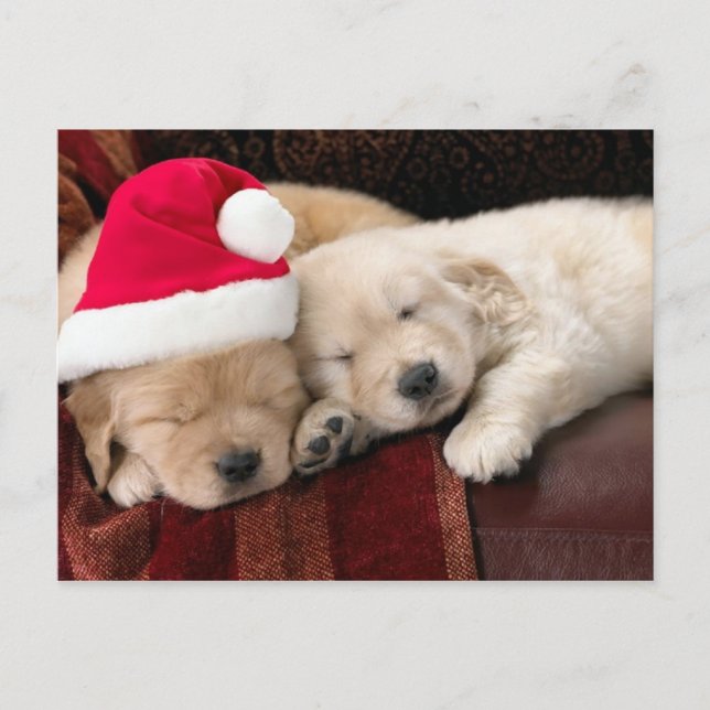 Welpen-Weihnachten Feiertagspostkarte (Vorderseite)