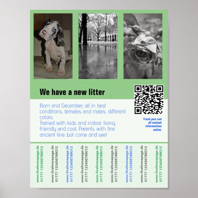 Welpen zum Verkauf Flyer mit QR-Code Poster (Vorne)