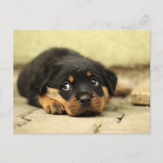 Welpenhund Postkarte (Vorderseite)