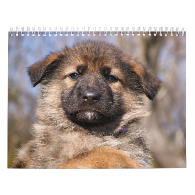 Welpenkalender 2016 kalender (Titelbild)