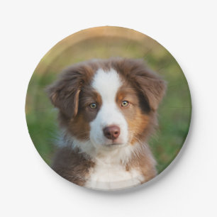 Welpenportrait Australian Shepherd, Party Pappteller