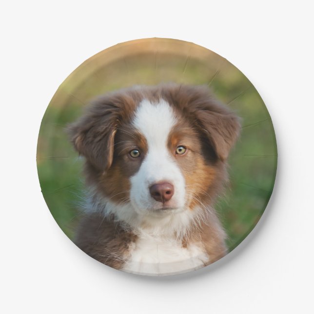 Welpenportrait Australian Shepherd, Party Pappteller (Vorderseite)