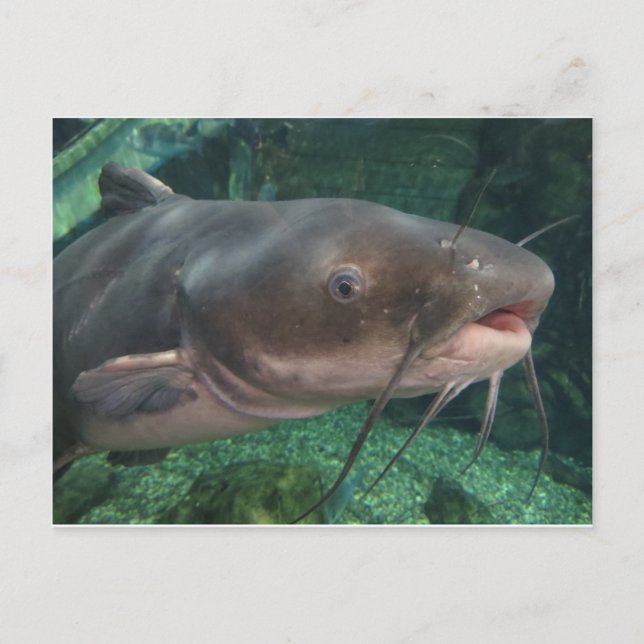 Wels Postkarte (Vorderseite)