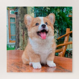 Welsch-Corgi-Welpe