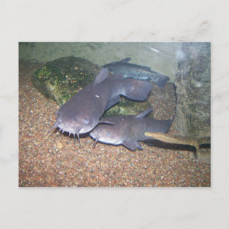 Welsfischen-Zoo Postkarte