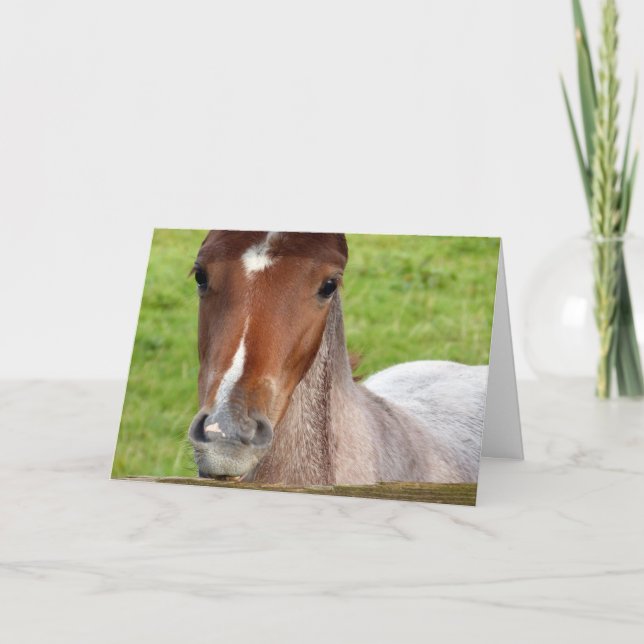 Welsh cob fob zum Geburtstag Karte (Vorderseite)