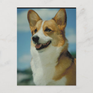 Welsh Corgi Postkarte