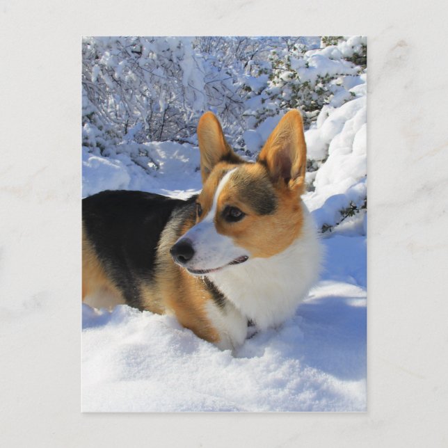 Welsh Corgi Snow Day Postkarte (Vorderseite)