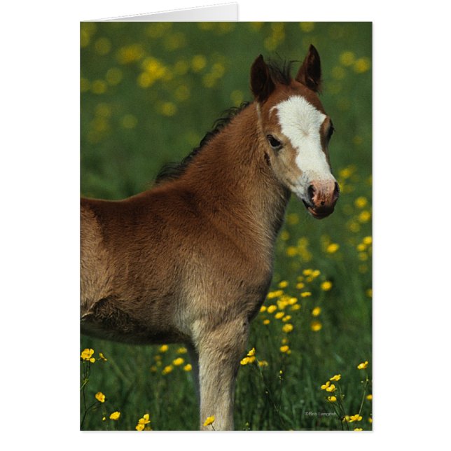 Welsh Foal (Vorne)