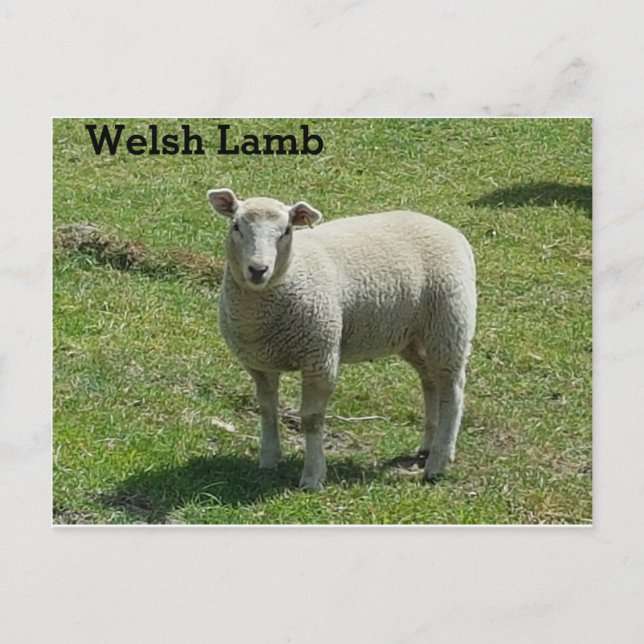 Welsh Lamb Postkarte (Vorderseite)
