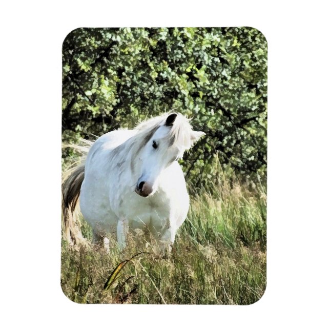 WELSH MOUNTAIN PONY MAGNET (Vertikal)