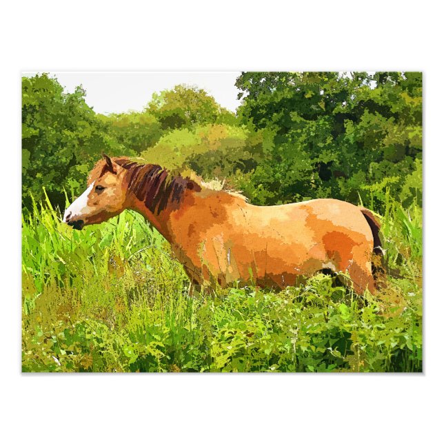 WELSH PONY FOTODRUCK (Vorne)