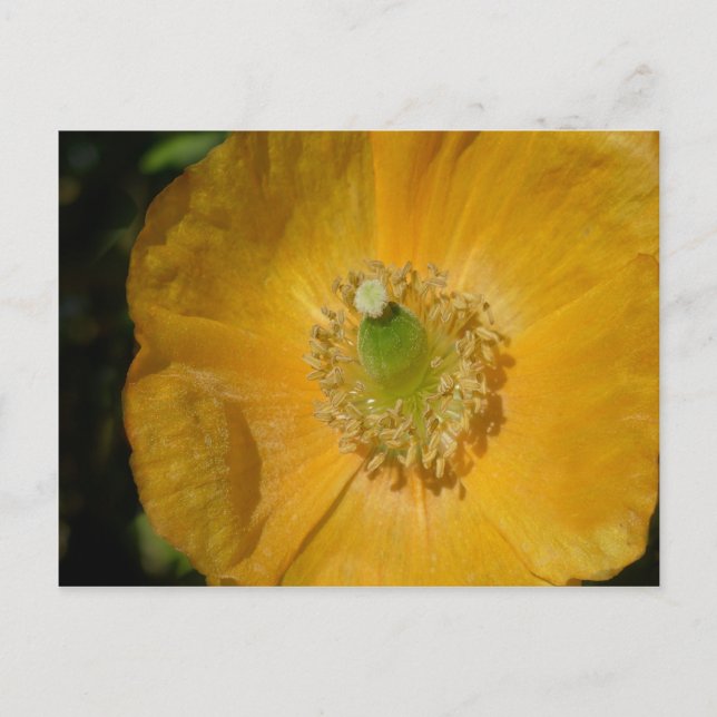 Welsh Poppy Macro Postkarte (Vorderseite)