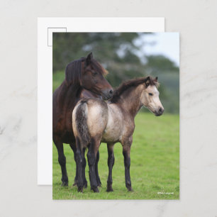 Welsh Section D Mare and Foal Stehend Postkarte