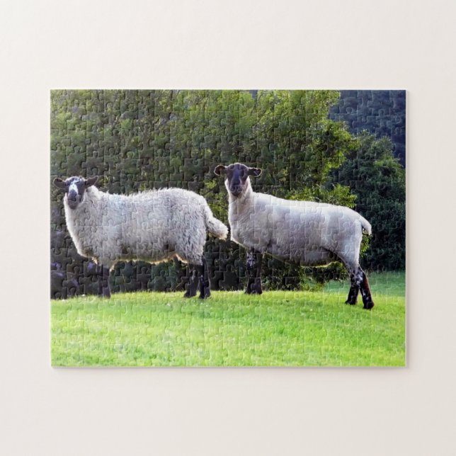Welsh Sheep (Horizontal)