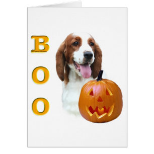 Welsh Springer Spaniel Boo