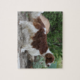 Welsh_Springer_Spaniel_full.png