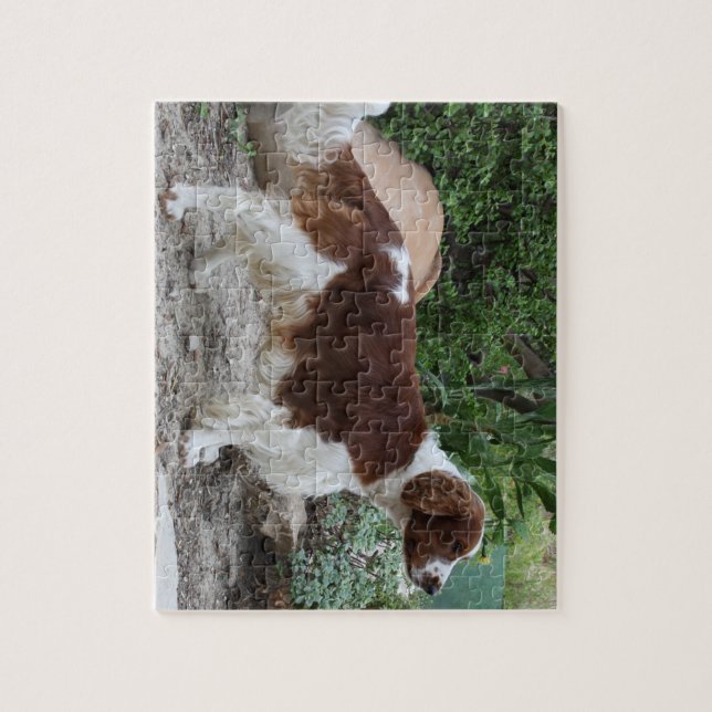 Welsh_Springer_Spaniel_full.png (Vertikal)