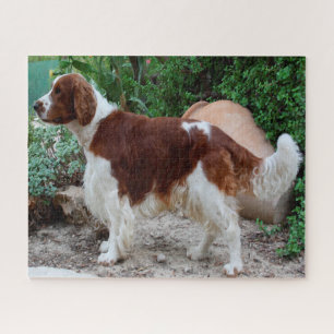 Welsh Springer Spaniel Hund Jigsaws.