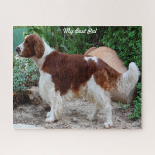 Welsh Springer Spaniel Hund Jigsaws.