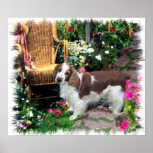 Welsh Springer Spanisch Art Print