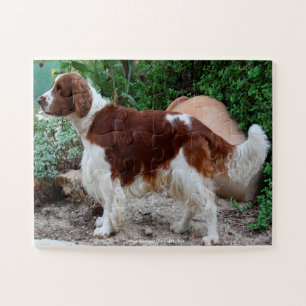 Welsh Springer unser Haustier