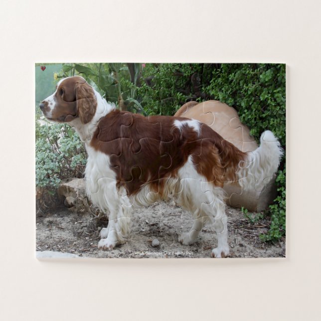 Welsh Springer unser Haustier (Horizontal)