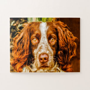 Welsh Springer unser Haustier